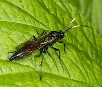 Snyltehveps stenichneumon culpator